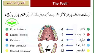 Danton k Name  The Name of The Teeth  Articulation Points Of Arabic  دانتوں کے نام [upl. by Godred29]