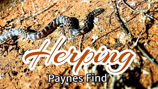 Paynes Find Herping 2022 [upl. by Carola740]