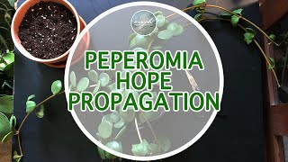 Peperomia Hope Propagation [upl. by Carine]