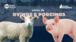 OVINOS Y PORCINOS GENÉTICA PARA TU GRANJA [upl. by Enomys198]