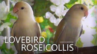 Lovebirds Sounds Roseicollis Pallid Aqua Opaline January 2024 [upl. by Jobi]