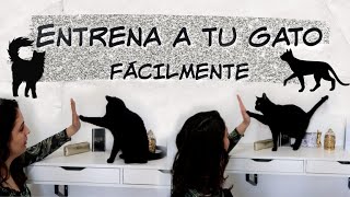 ENSEÑA A TU GATO A DARTE LA PATA ENTRENAMIENTO PARA GATOS SENCILLO GATOS [upl. by Eisnil]