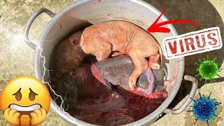 A Day of Birth and Loss  Sows have difficulty giving birth call veterinarian to help episode 1 [upl. by Aekim]