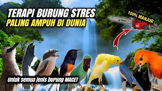 TERAPI BURUNG STRES amp MACET BUNYI 100 AMPUH [upl. by Chevy]