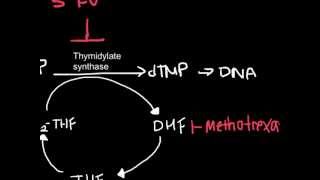 How Antineoplastic Work chemotherapy [upl. by Beacham]