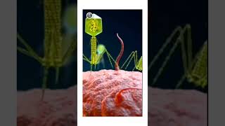 Bacteriophage biology music trending youtubeshorts class10 song facts class11 shorts [upl. by Sigsmond]