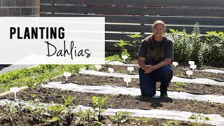 Planting Dahlias in my Cut Flower Garden  Sunshine and Flora Urban Flower Farm [upl. by Margreta]