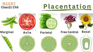 Biology NCERT Class11 Chapter5 Morphology of Flowering Plants  Placentation [upl. by Ayikal297]