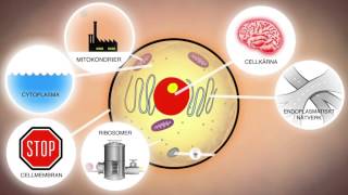 Celler och levande organismer NO [upl. by Hedve]