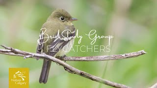 Bird Study Group  Flycatchers [upl. by Ainer]