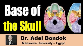 Base of the Skull Norma Basalis Bones and Foramina Dr Adel Bondok [upl. by Aicilec]