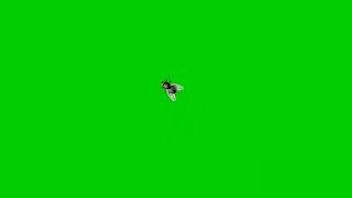 House fly Green screen HD fx effect with sound Green screen insect that MUST WATCH by everyone [upl. by Yseult380]