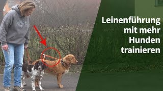 Leinenführigkeit trainieren  Wie Du Leinenführigkeit mit mehr Hunden trainieren kannst [upl. by Gilus]