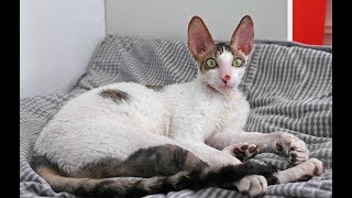 Cornish Rex Kitty shows how cute he is Cornish Kitten is having fun my funny baby boy Kitty Eros [upl. by Pinelli376]