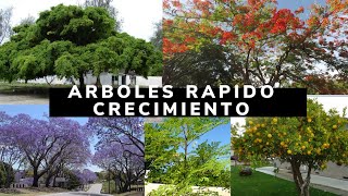 ARBOLES DE RAPIDO CRECIMIENTO QUE TIENES QUE TENER EN TU JARDIN [upl. by Kling]