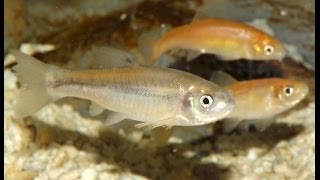 SPOTLIGHT Fathead and RosyRed Minnows [upl. by Stelle]