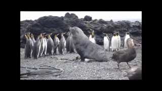 Antarctic fur seal sexualy harrasing king penguin [upl. by Farrison60]