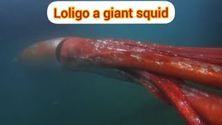 loligo a giant squid [upl. by Racklin]