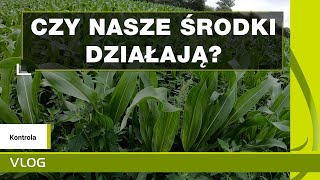 Wielki test środków ochrony roślin w kukurydzy Odporność chwastnicy na nikosulfuron KUKURYDZA 2020 [upl. by Lucille]