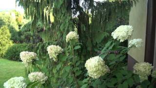 Hortensja bukietowa Limelight  Hydrangea panniculata [upl. by Howell78]