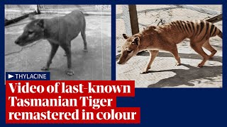 Tasmanian tiger video footage of lastknown thylacine remastered and released in 4K colour [upl. by Yanetruoc64]