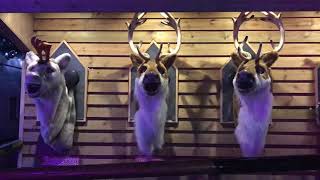 Singing reindeer Center parcs [upl. by Goda94]