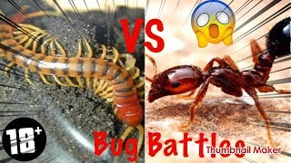 CENTIPEDE VS FIRE ANTS YOU WONT BELIEVE WHAT HAPPENS [upl. by Nedyarb]