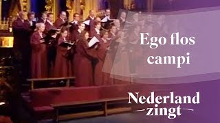 Nederland Zingt Ego flos campi [upl. by Sirk]