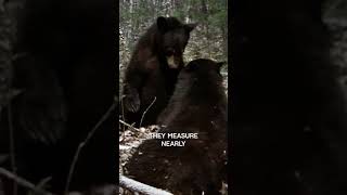 Cannibalistic Bears in Yellowstone  Nature Shock  Wildlife Documentary [upl. by Dickenson914]