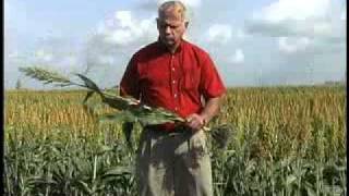 Chlorosis in Sorghum [upl. by Garnes]