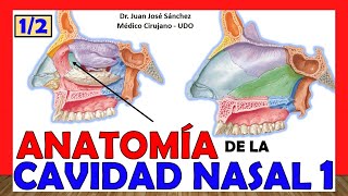 🥇 CAVIDAD NASAL 1 12 ¡Explicación Fácil y Sencilla Huesos Límites y Relaciones [upl. by Alodi847]