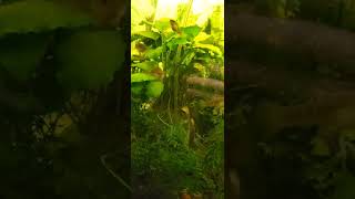 Limia Perugia Boca De Cachon aquarium freshwater lima breeding perugia cares [upl. by Rednav]