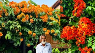 Beautiful Western Red Trailing Vine flower plant Bauhinia Coccinea Care and Propagation tips [upl. by Eelak]