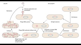 Bacteriophage Replication  Lytic Cycle and Lysogenic Cycle [upl. by Guod371]