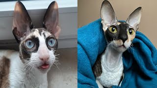 CORNISH REX CATS 2021 [upl. by Bloxberg]