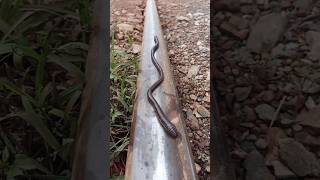 Earthworms migrate full of luck trainchallengefunnyshorts traincomedy [upl. by Emanuel]