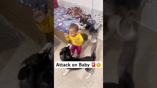 Don’t leave your kid with Dogs 🚨😤 shorts dog husky trendingsongs [upl. by Alyat100]