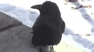 Raven Speaks Unusual Vocals  Wing Lifts Grand Canyon Arizona [upl. by Stultz242]