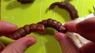 Wax sculpture techniques Eagle Claw [upl. by Atnuhs]