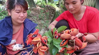 Eat yellowfleshed fruit Sterculia lanceolata [upl. by Turk]