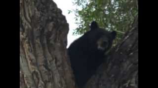 Mr Bear huffing at me [upl. by Karlens]