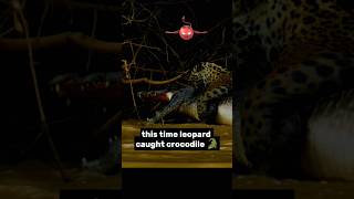 leopard vs crocodile🐊 attacks in river shorts [upl. by Ecinej]