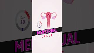 Menstrual Cycle  Female Reproductive Cycle  Phases of Menstrual Cycle shorts menstruationcycle [upl. by Odo]