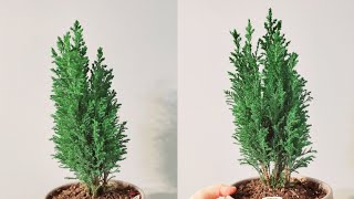 Chamaecyparis Lawsoniana or Lawson Cypress or Ellwoodii Part 001  Plant Vlog 188 [upl. by Lichter]