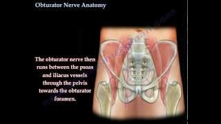 Obturator Nerve Anatomy  Everything You Need To Know  Dr Nabil Ebraheim [upl. by Isherwood393]