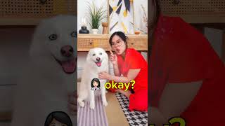 Asian Mums when You Get a Pet shortsfeed [upl. by Steere]