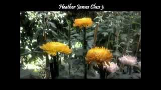 Growing Chrysanthemums SeptemberOctober Tasks [upl. by Spector]