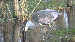 Hoe een Blauwe Reiger een Mol naar binnen werkt [upl. by Trevah]