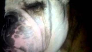 English bulldog KOA snoring like a man [upl. by Legra256]