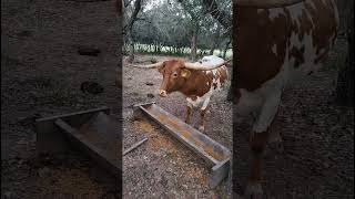 Life on the Ranch Sheep Donkeys and Cows in Action homestead texas donkey coe sheep cute [upl. by Savory]